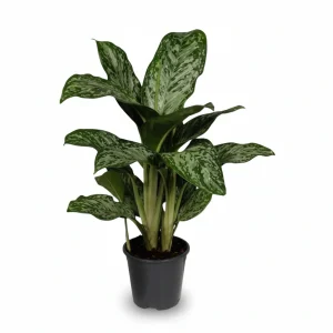 Aglaonema Greenlight (Planta china) — H60 cm | Maceta Ø17 cm