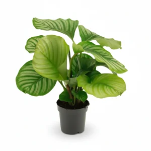 Calathea Orbifolia (Planta pavo)