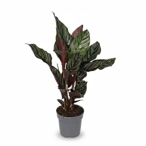 Calathea Ornata — Planta pavo real con rayas rosas