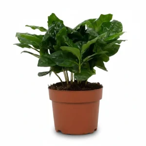 Coffea arabica (Cafeto)