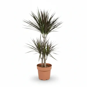 Dracaena marginata 'Magenta' (Drácena púrpura)