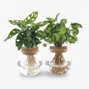 Dúo Monstera Adansonii & Syngonium (Hidropónico en tarro) - H30 cm | Tarro Ø12 cm