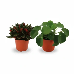Dúo Peperomia Rosso & Pilea peperomioides H15 cm | Maceta Ø10,5