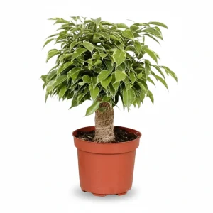 Ficus benjamina 'Kinky' (Ficus llorón) — H28 cm | Maceta Ø12 cm