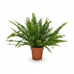 Nephrolepis exaltata 'Green Lady' (Helecho de Boston)