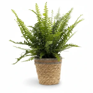 Nephrolepis Green Lady (Helecho de Boston) en cesta trenzada - H35 cm | Maceta Ø12 cm