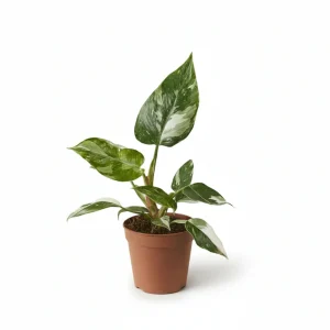 Philodendron White Princess