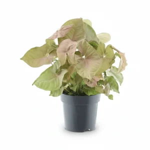 Syngonium Red Heart (Syngonium corazón rosa) H30 cm | Maceta Ø14 cm